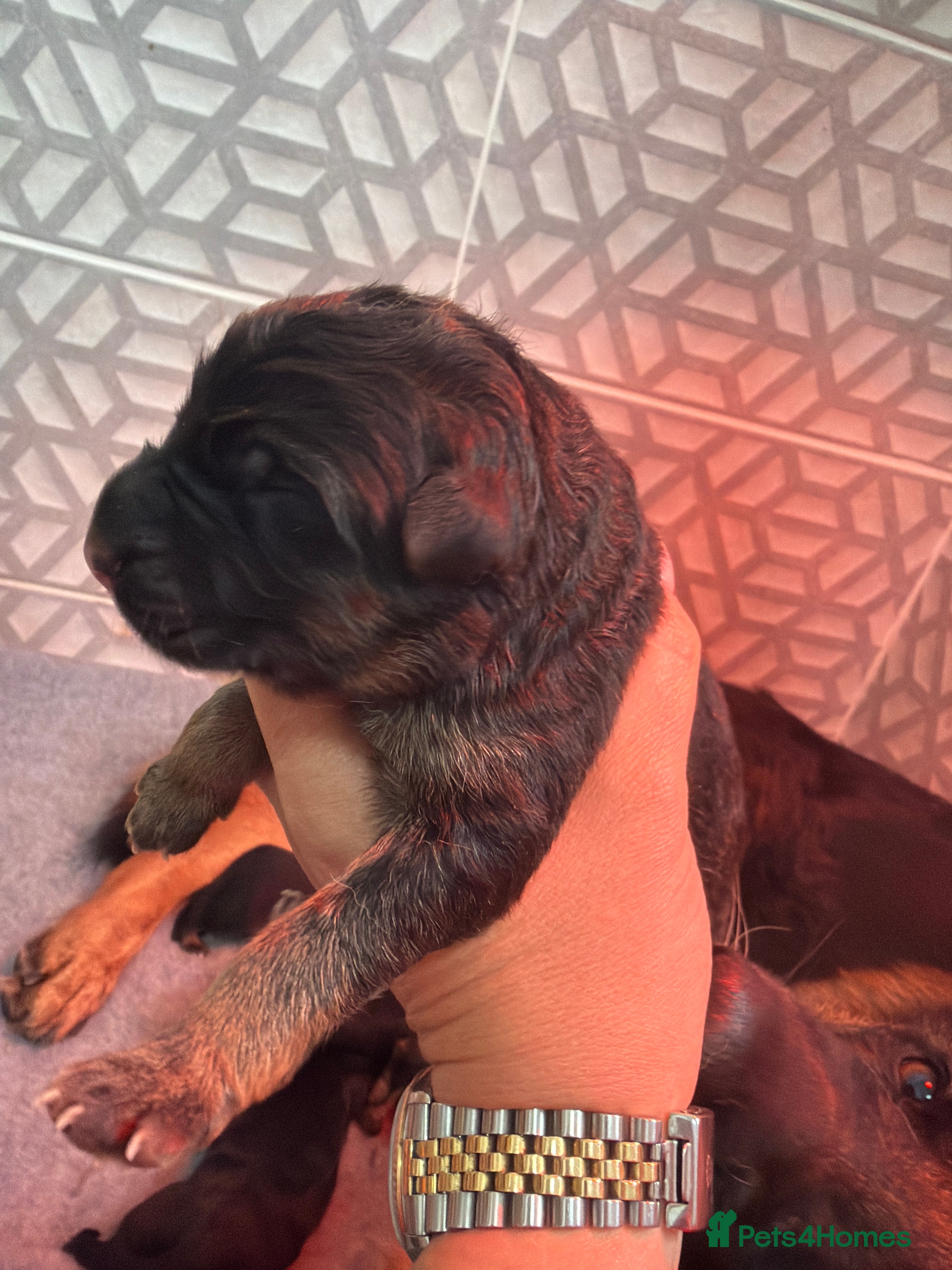 German Shepherd dogs German Shepherd puppies !! - Advert 2
