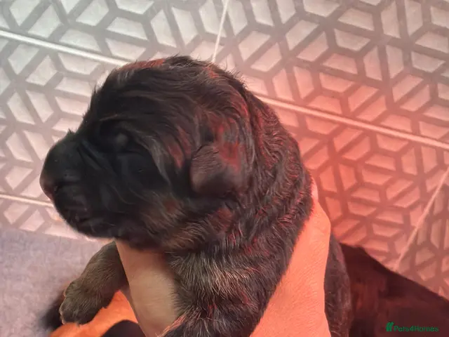 German Shepherd dogs for sale: German Shepherd puppies !! - Advert 2