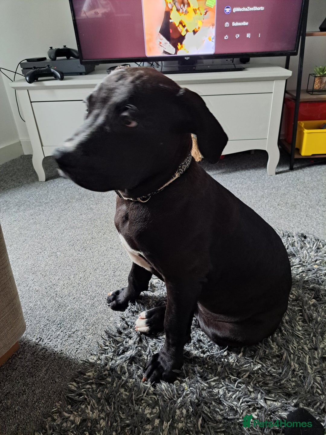 Mixed Breed dogs for sale: Meet bonnie 5month old cano corso X staffy  - Image 5