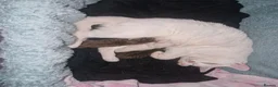 Mixed Breed cats for sale: 2 little kittens ready today in Coventry - Advert 2