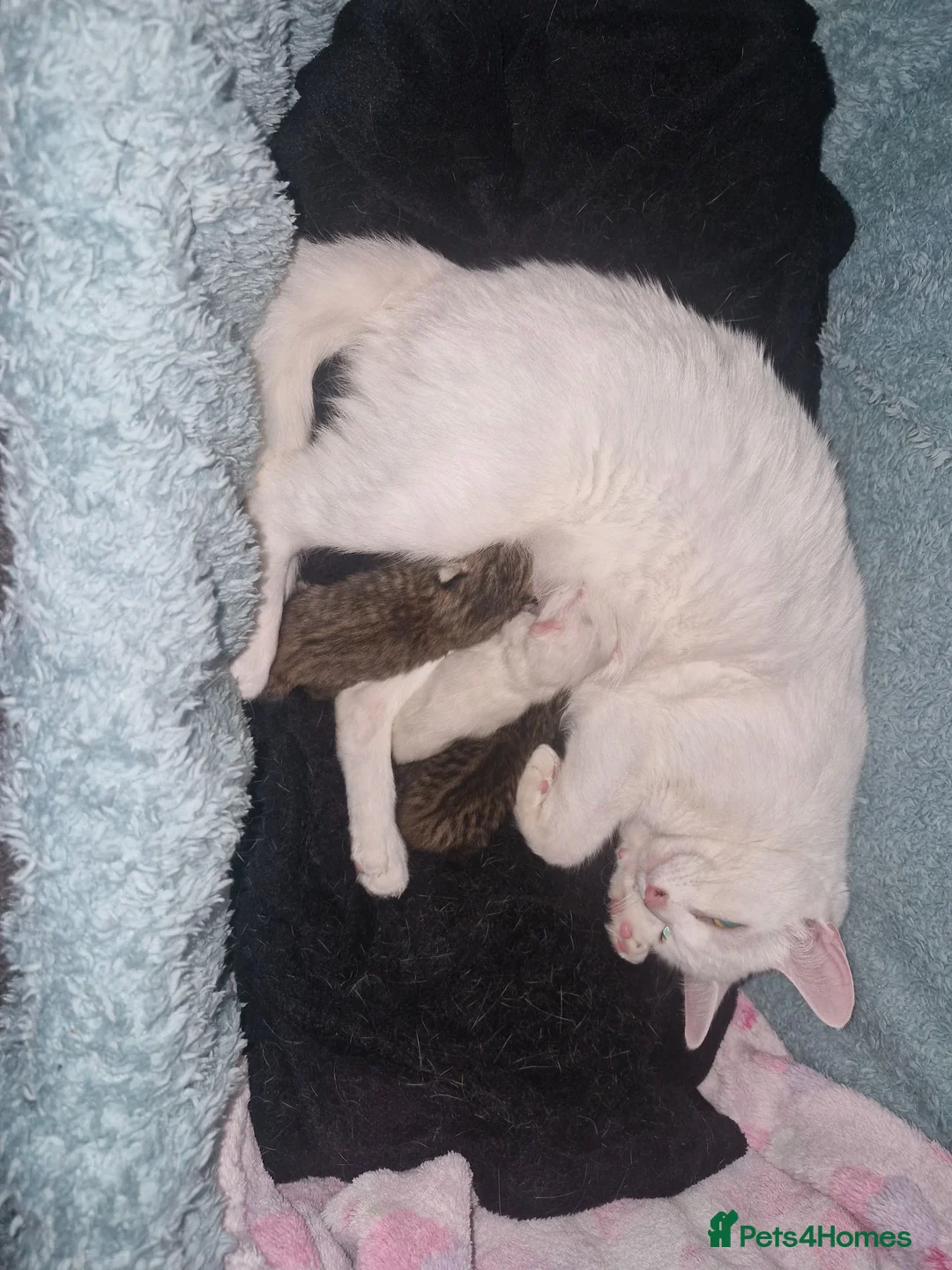 Mixed Breed cats for sale: 2 little kittens ready today in Coventry - Advert 2