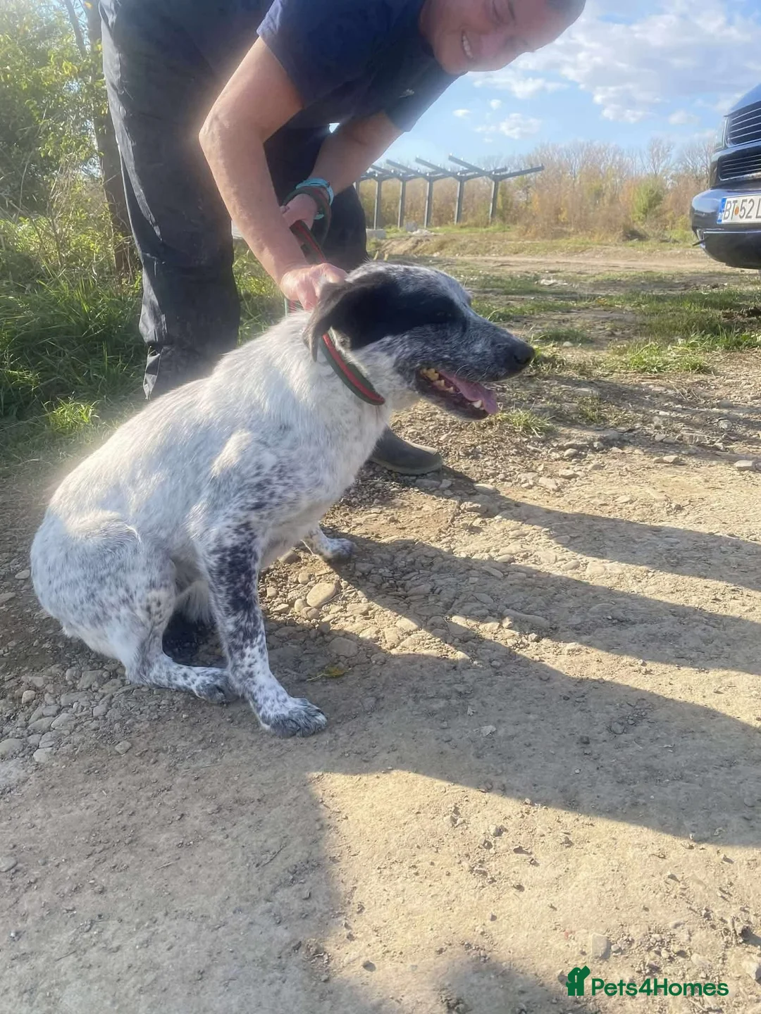 Mixed Breed dogs for adoption: Cessil - Norwich Norfolk  - Advert 24
