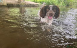 Cocker Spaniel dogs for stud: Crazy Cocker spaniel for studding. in Kettering - Image 23