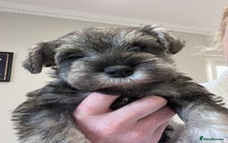 Miniature Schnauzer dogs for stud: 5th gen kc registered miniature schnauzer stud in Doncaster - Image 4