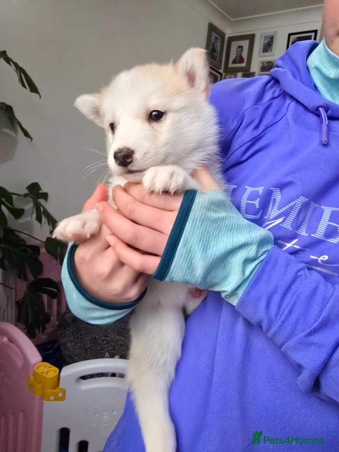 Alaskan Malamute dogs for sale: READY 2 female fluffy pups left - Advert 9