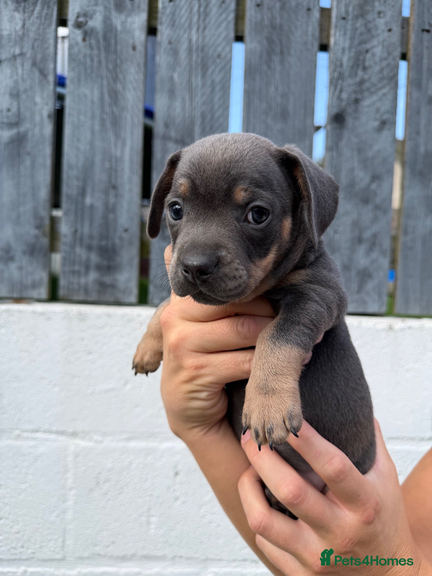 Mixed Breed dogs French Bulldog x Miniature Dachshund Puppies - Advert 1
