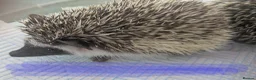 Pygmy Hedgehog rodents for sale: African pgymy hedgehog ready to leave in Aldershot - Advert 2