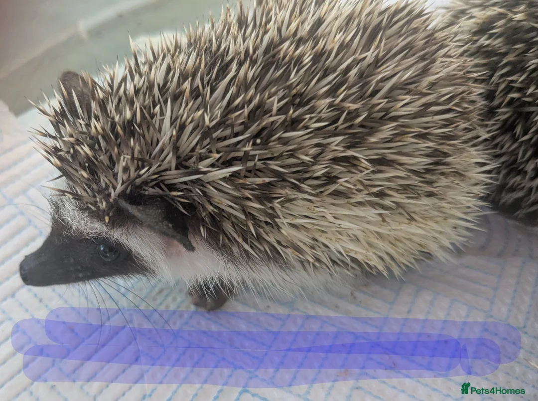 Pygmy Hedgehog rodents for sale: African pgymy hedgehog ready to leave in Aldershot - Advert 2