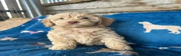 Cockapoo dogs for sale: Cockerpoo puppies - Advert 7