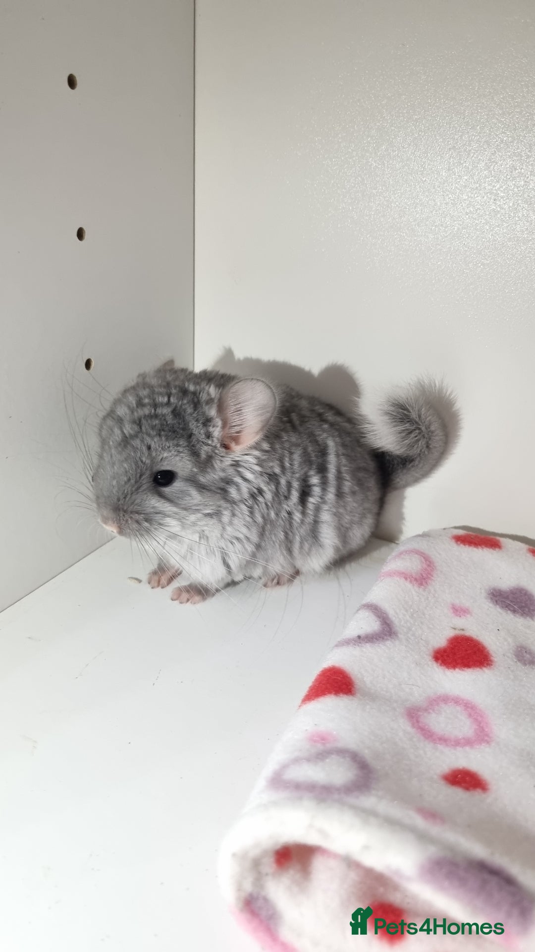 Chinchilla rodents for sale: Sapphire Velvet RPAC (Male) Chinchilla kit - Advert 6
