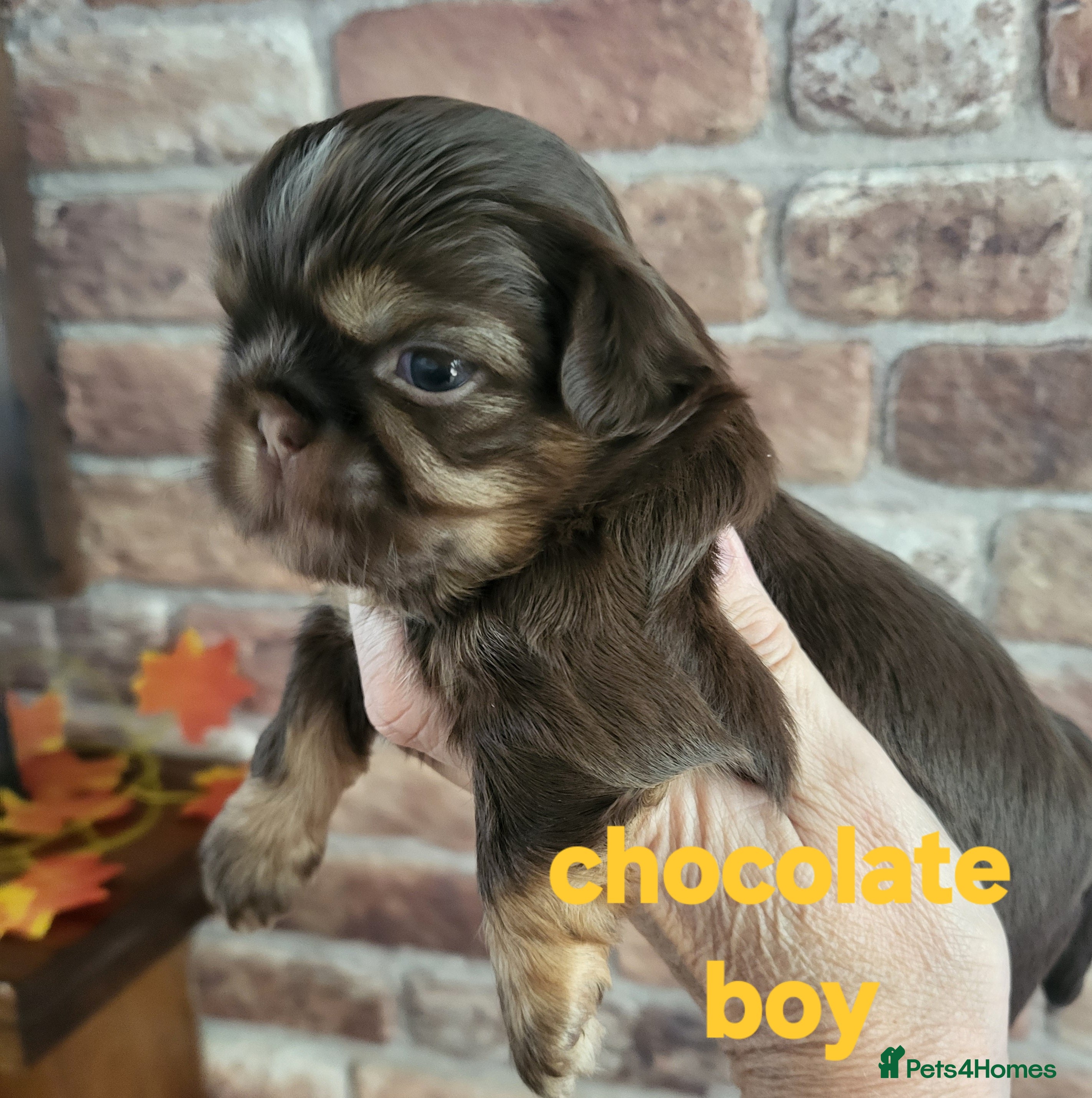 Shih Tzu dogs Quality shih tzu  - Advert 4