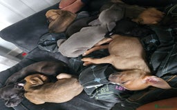 Mixed Breed dogs for sale: Accidental litter - Image 12