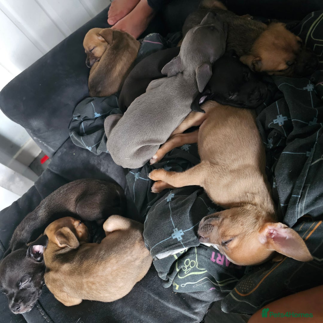Mixed Breed dogs for sale: Accidental litter - Image 12