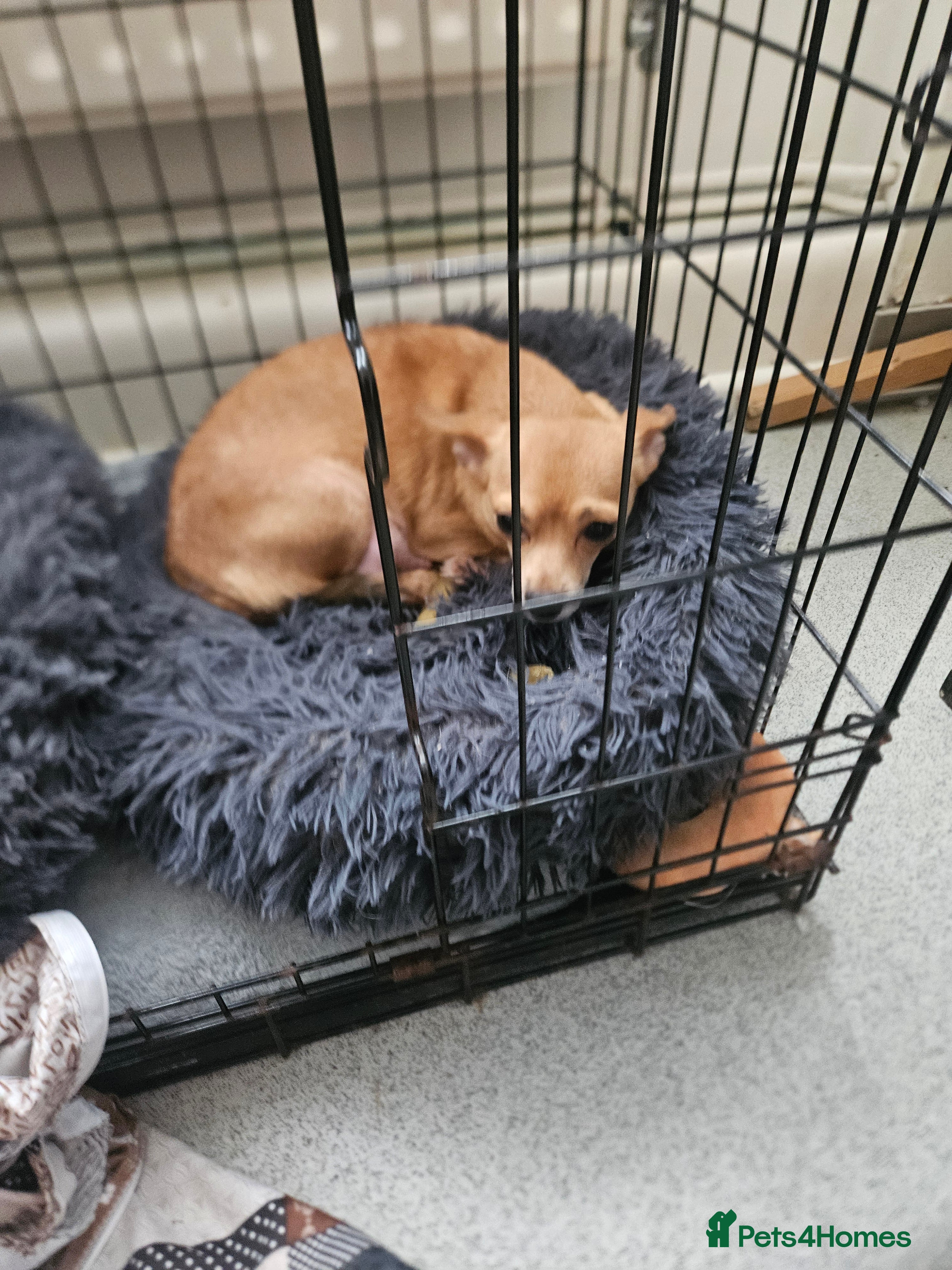 Chihuahua dogs Chihuahua puppies  - Advert 1