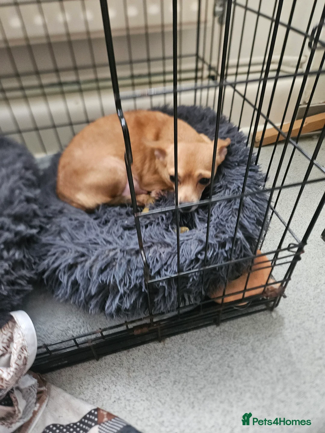 Chihuahua dogs for sale: Chihuahua puppies  - Advert 1