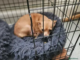 Chihuahua dogs Chihuahua puppies - Advert 1