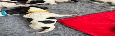 English Springer Spaniel 1