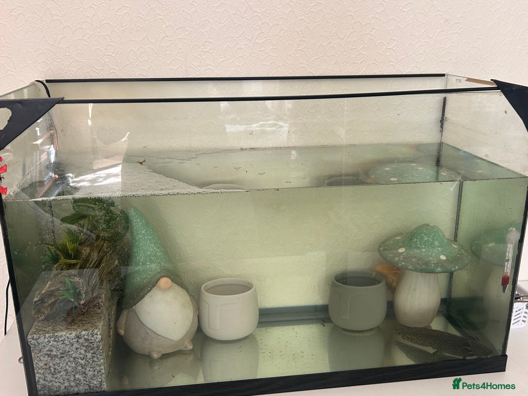Axolotl reptiles for sale: 2 AXOLOTLS (tank included) Willing to lower price - Image 6