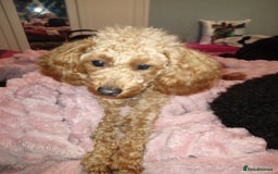 Toy Poodle dogs for sale: Toy poodle - Image 1