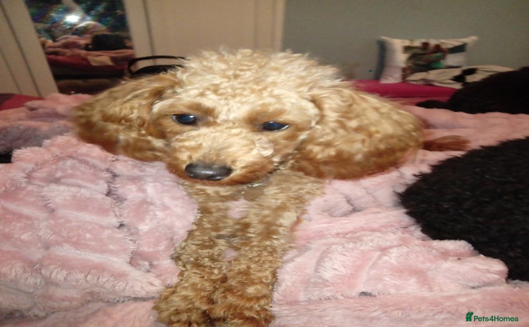 Toy Poodle dogs - Advert 1
