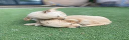 Golden Retriever dogs for sale: KC REGISTERED ®️ 5 STAR ⭐️ GOLDEN RETRIEVER 🐶  - Advert 21