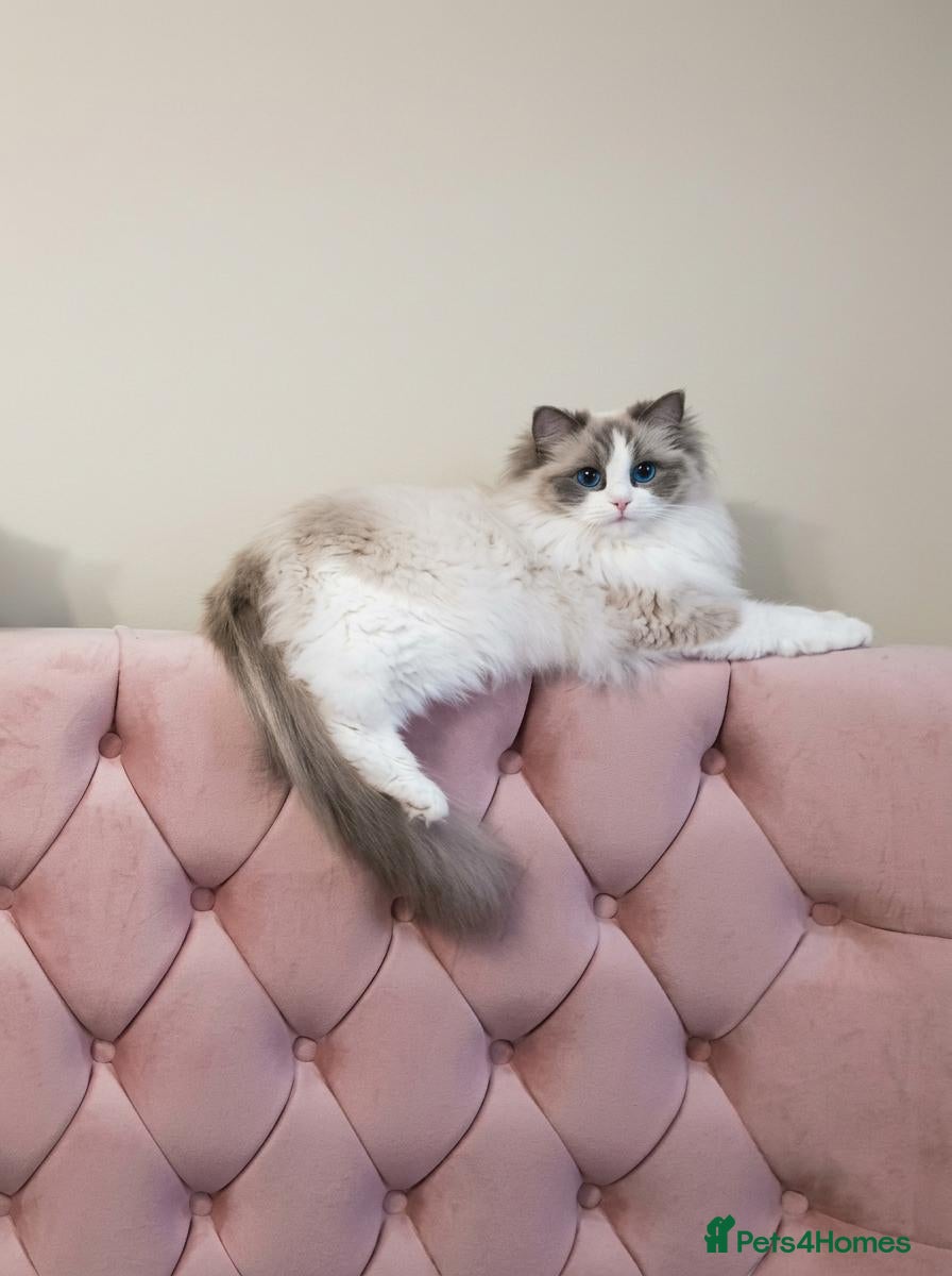 Ragdoll cats 💖 Champion-Line Ragdoll Kittens Seeking Homes 💖 - Advert 2
