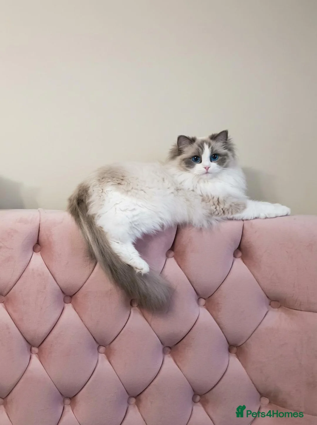 Ragdoll cats for sale: 💖 Champion-Line Ragdoll Kittens Seeking Homes 💖 in London - Advert 2