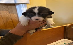 Welsh Corgi Pembroke dogs for sale: 6 KC stunning Tricolour corgi dogs - Image 7