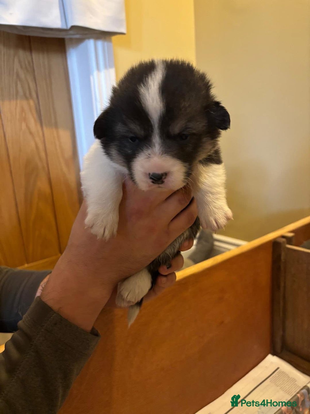 Welsh Corgi Pembroke dogs for sale: 6 KC stunning Tricolour corgi dogs - Image 7