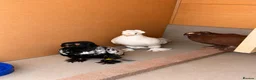 Pigeons birds for sale: Fancy pigeon  - Advert 3