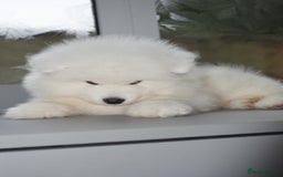 Samoyed dogs for stud: Top Quality KC Proven stud with Champion lineage  - Image 30