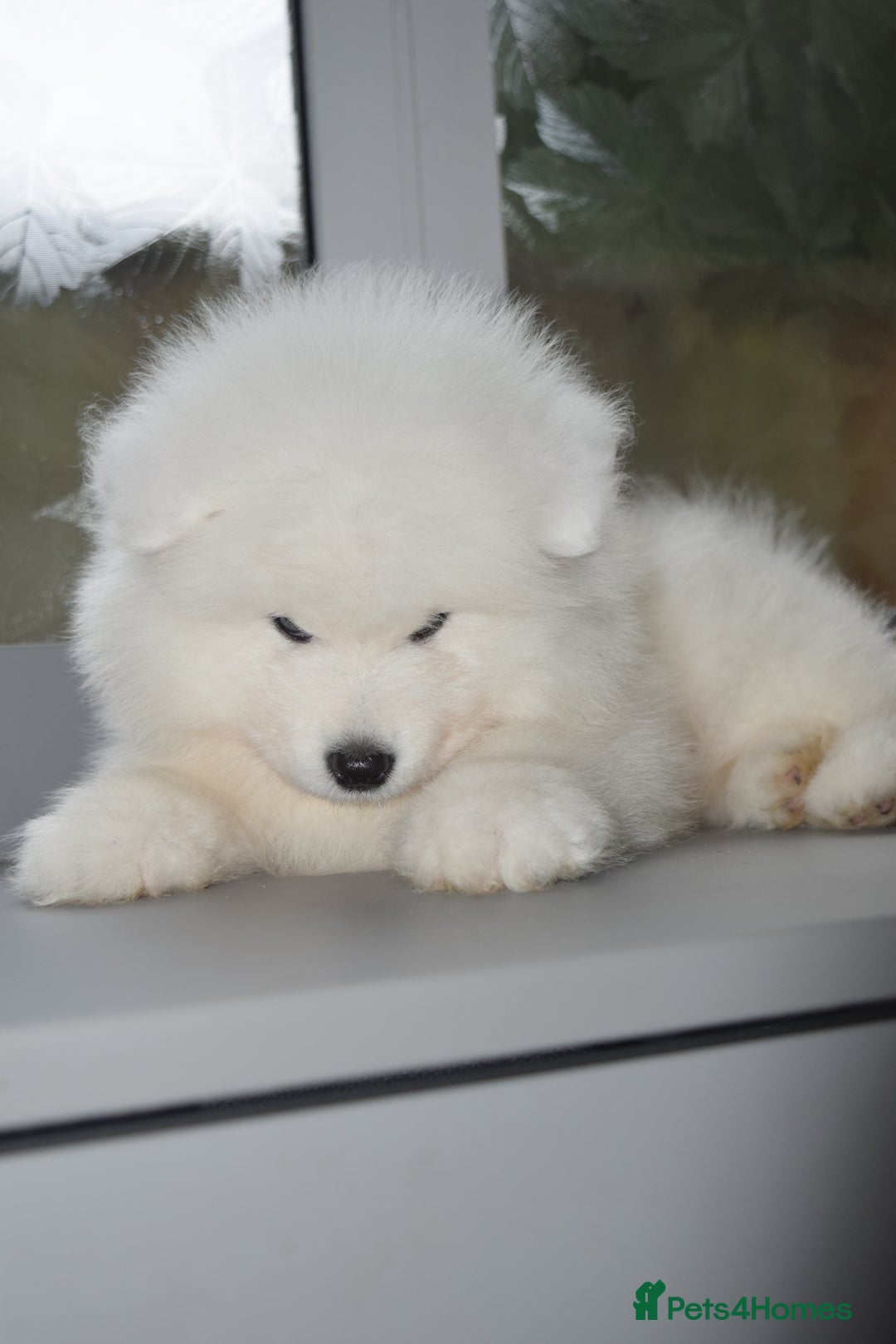 Samoyed dogs for stud: Top Quality KC Proven stud with Champion lineage  - Image 30