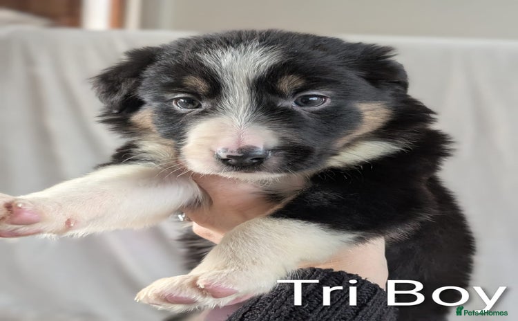 Border Collie dogs Ready Soon KC Reg Confident Border Collie Puppies - Advert 2
