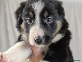Border Collie dogs Ready Soon KC Reg Confident Border Collie Puppies - Advert 3