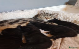Mixed Breed cats for sale: 4 Beautiful kittens for sale - Image 1