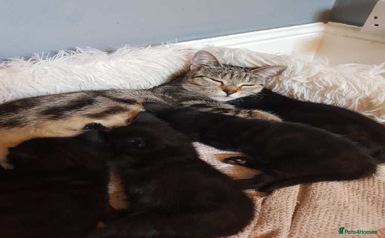 Mixed Breed cats - Advert 3