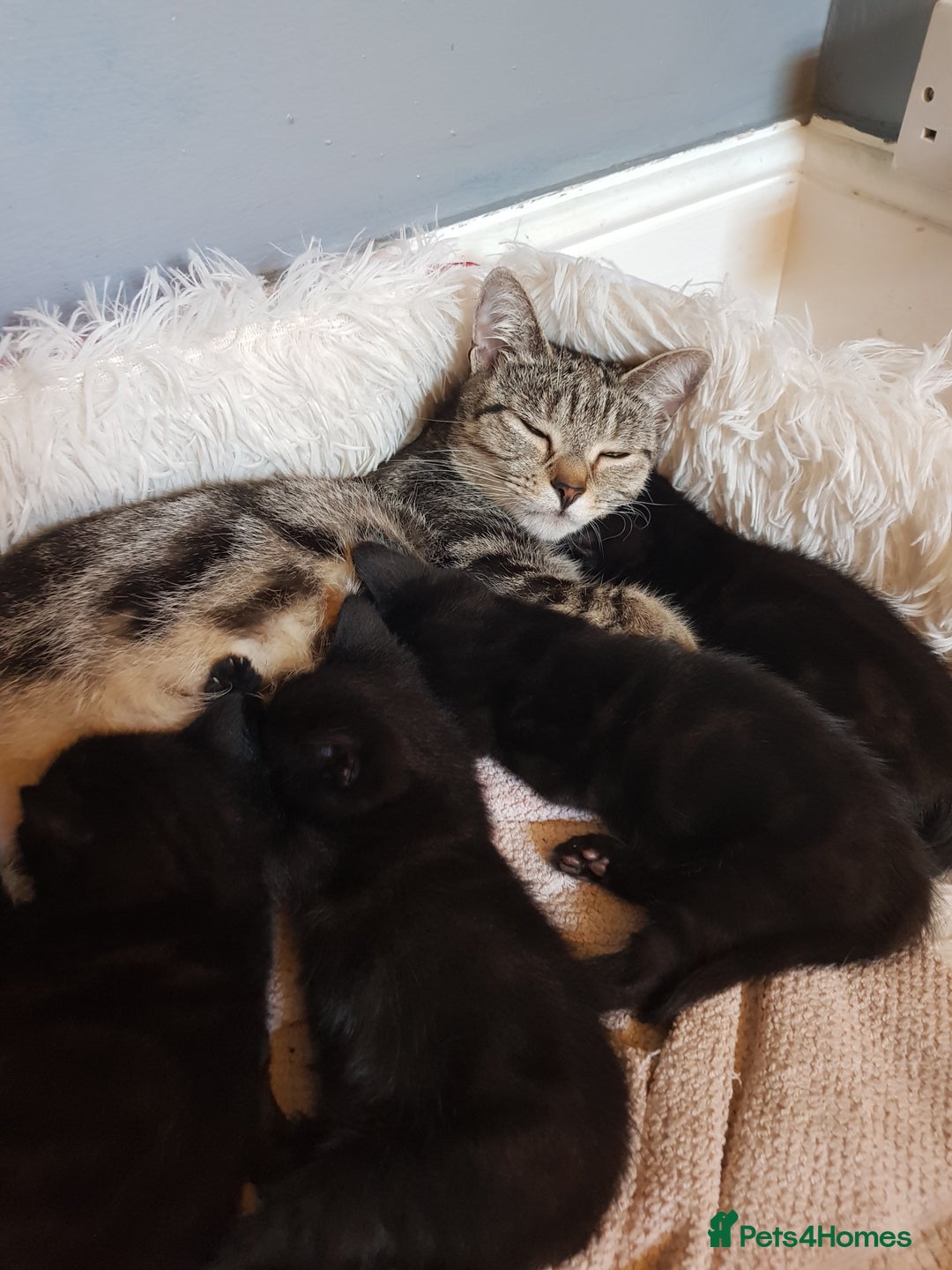 Mixed Breed cats for sale: 4 Beautiful kittens for sale - Image 1