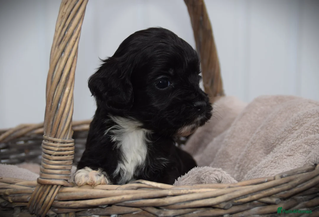Cockapoo dogs for sale:  cockapoo one beautiful blacl and white girl left - Advert 8