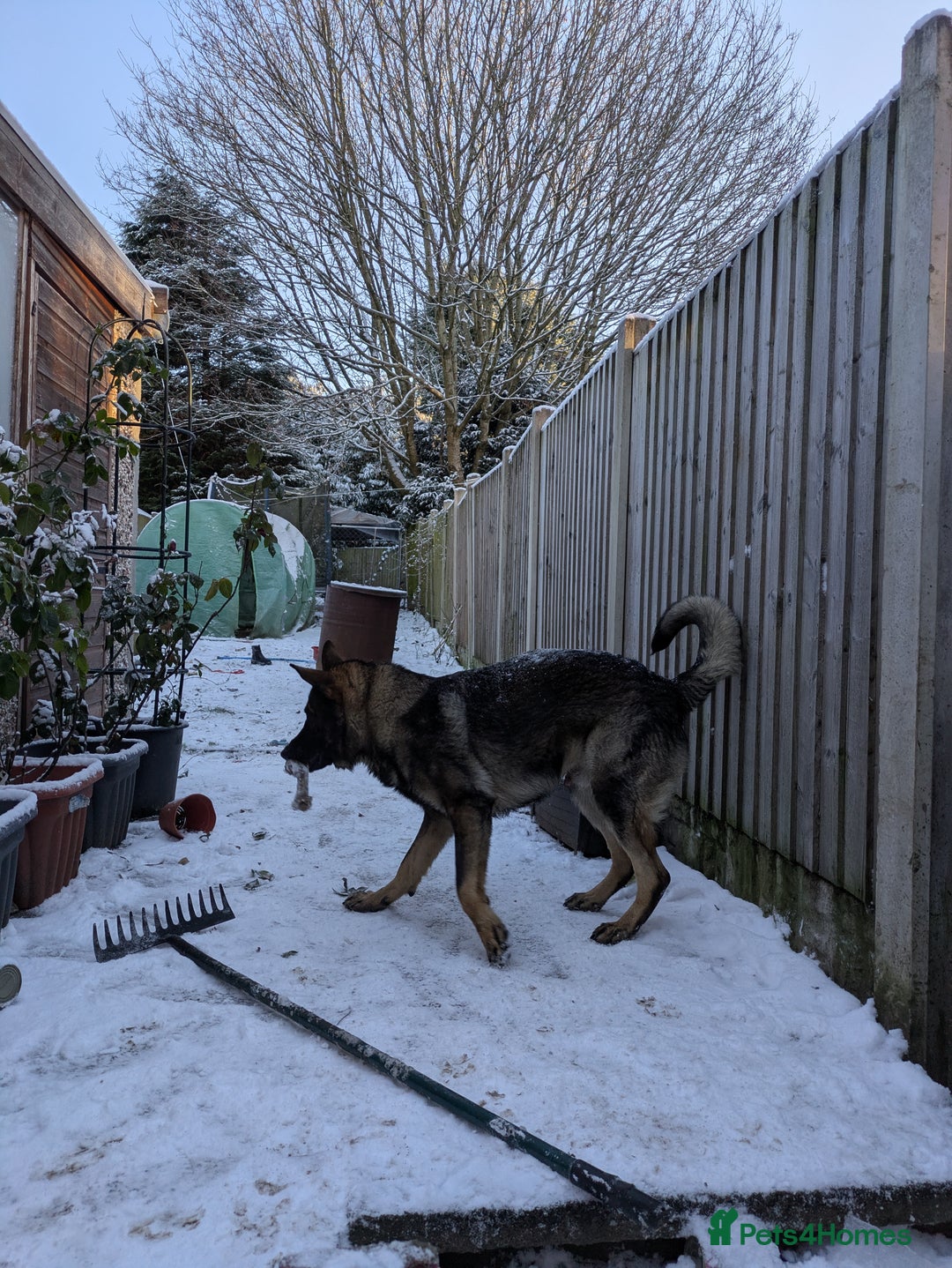 German Shepherd dogs for sale: Friendly, energetic German Shepherd dog 11 months - Advert 8