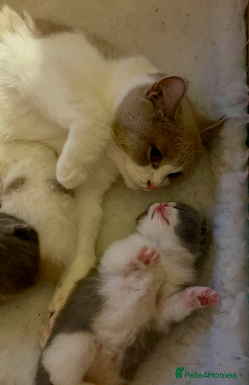 British Shorthair cats British ShortHair Kittens Father a Grand Champion  - Advert 2