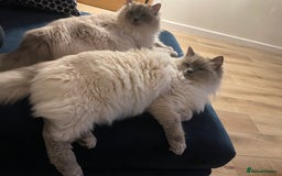 Ragdoll cats for sale: 🌸2x Extensively health tested Retiring Queens🌸 - Image 4