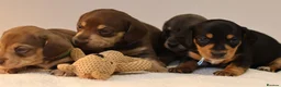 Miniature Dachshund dogs for sale: 5*Licensed+KC+PRAclear+VETchecked+Chocolate&Cream - Advert 8
