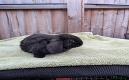 English Lop rabbits for sale: Baby Rabbits - Image 9