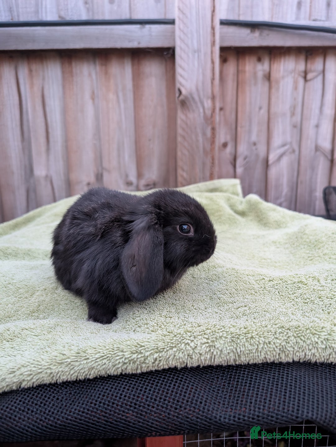 English Lop rabbits for sale: Baby Rabbits - Image 9