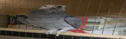 Parrots birds for sale: proven pair of African grey parrots,  - Advert 4