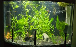 Live Bearers fish for sale: Tropical fish for sale 6 for £10 in Prescot - Image 22