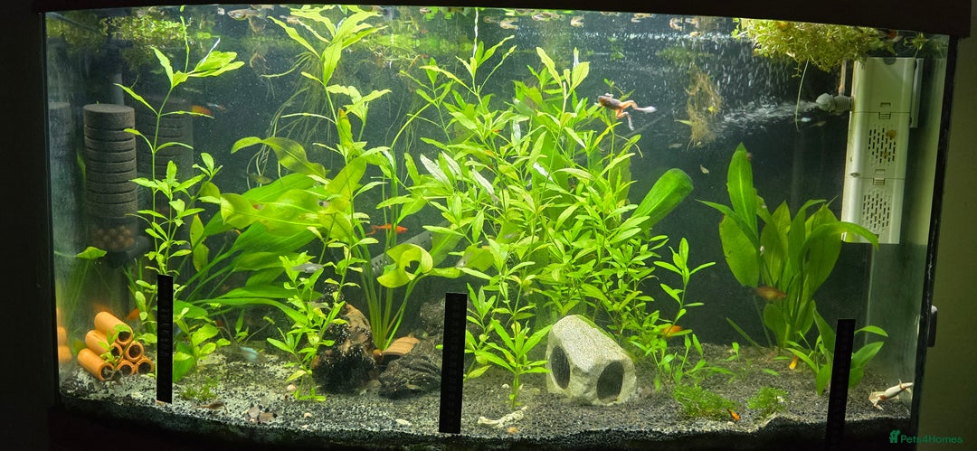 Live Bearers fish for sale: Tropical fish for sale 6 for £10 in Prescot - Image 22