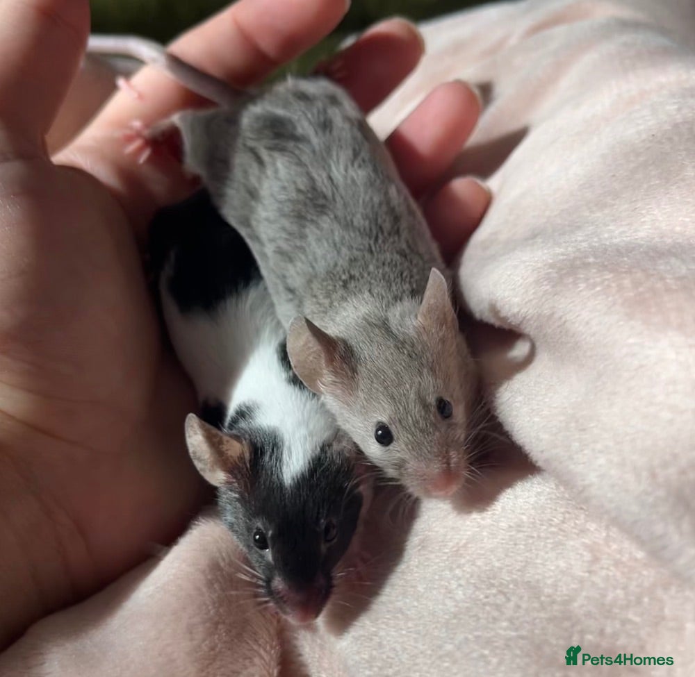 Mouse rodents 5 young mice and enclosure for sale - Advert 2