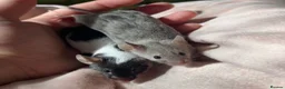 Mouse rodents for sale: 5 young mice and enclosure for sale - Advert 2