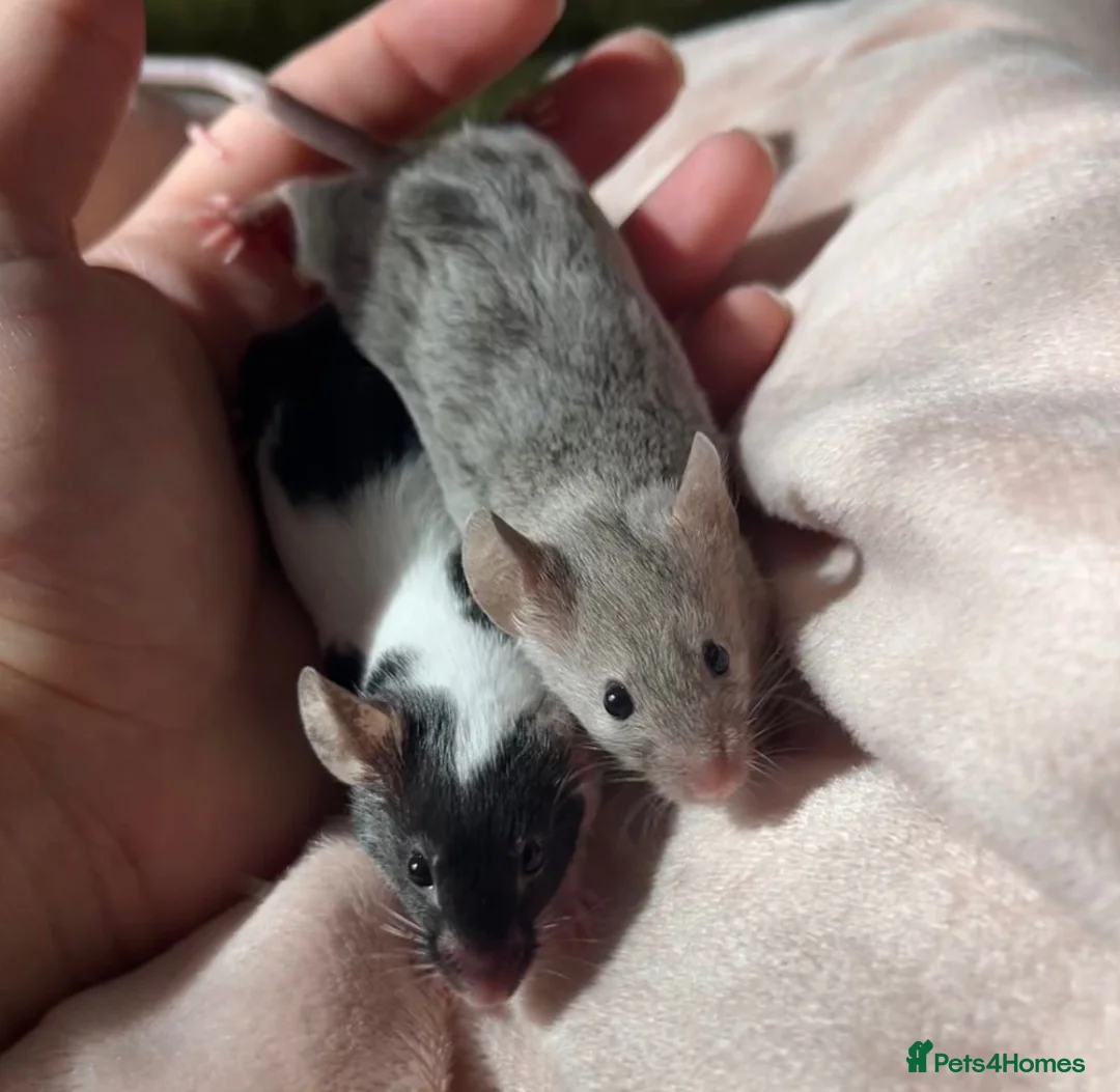 Mouse rodents for sale: 5 young mice and enclosure for sale - Advert 2